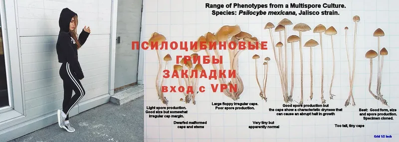 Галлюциногенные грибы Cubensis Апатиты